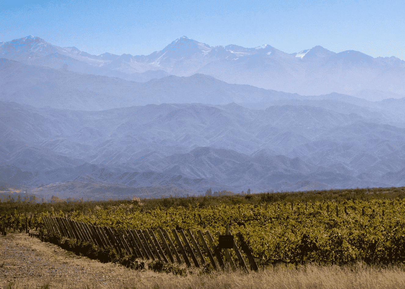Independent Vineyards- BBI Argentina - Vineyard for Sale