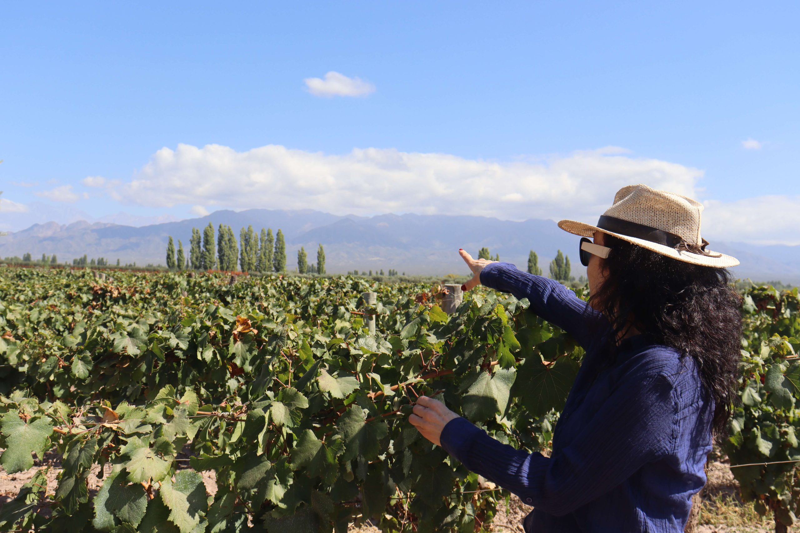 Argentina Vineyards Investment