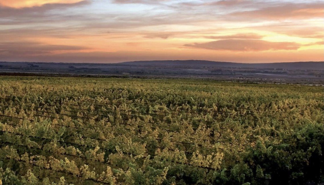Finca Bella Luna baja | BBI Argentina 
