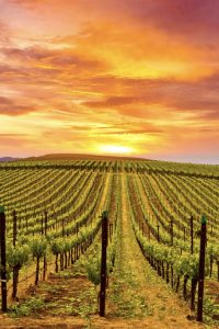 Fincas for Sale in Mendoza Argentina | Boutique Vineyards